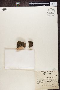 Diploschistes scruposus image