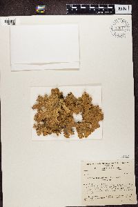 Lobaria pulmonaria image
