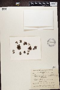 Cetraria aculeata image