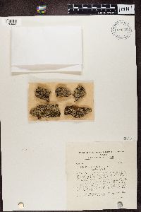 Physcia aipolia image