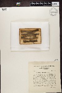 Phaeocalicium populneum image