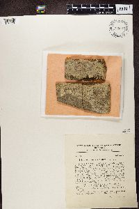 Stictis urceolatum image