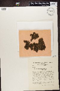 Aspicilia melanaspis image