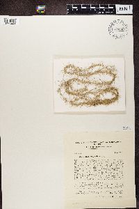 Usnea longissima image