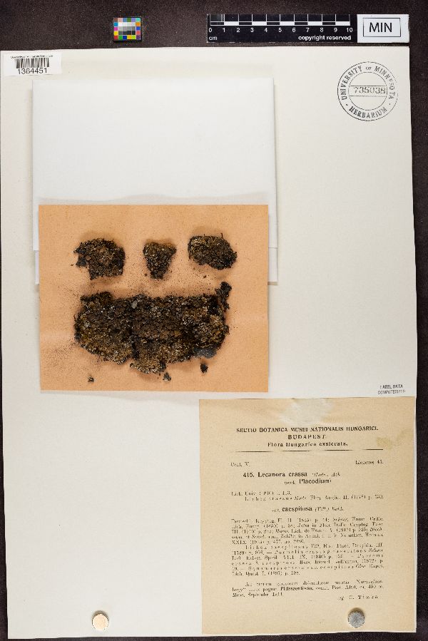 Lecanora crassa var. caespitosa image
