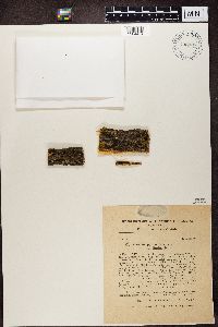 Rinodina pyrina image