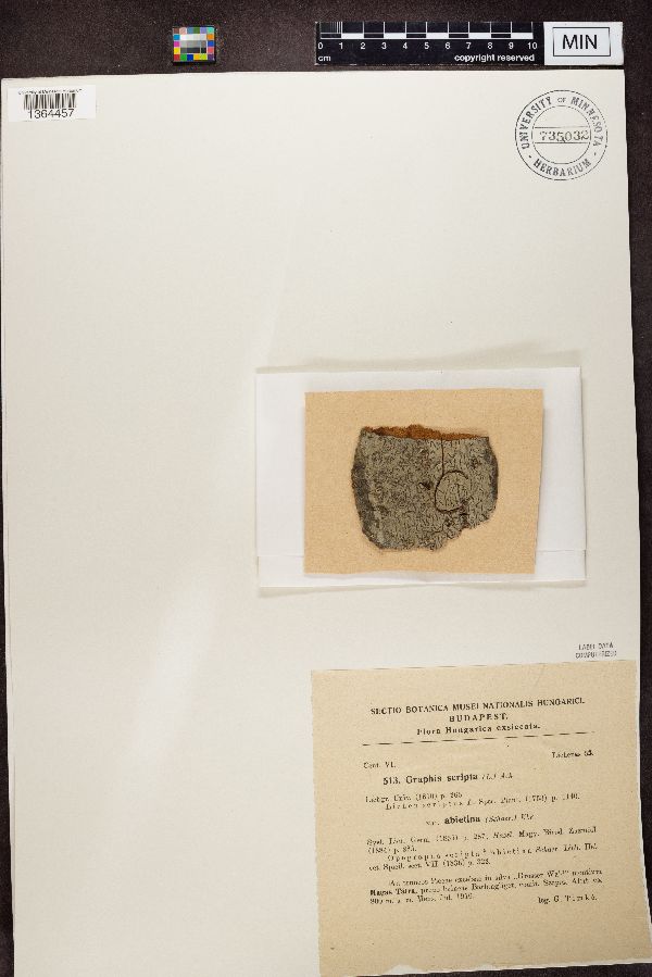 Graphis scripta image