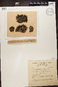 Diploschistes muscorum image