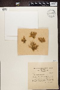 Ramalina farinacea image