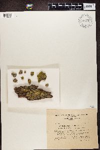 Chaenotheca trichialis image