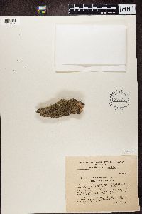 Chaenotheca trichialis image