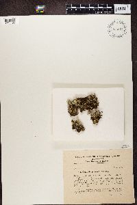 Cladonia pleurota image