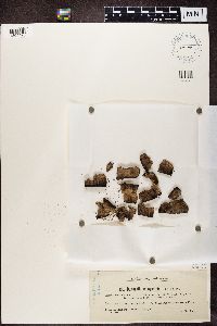 Biatorella campestris image