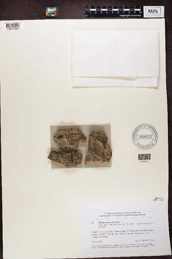 Buellia erubescens image