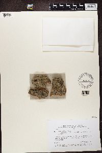 Media resource of Buellia erubescens