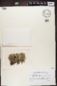 Cladonia rangiferina image