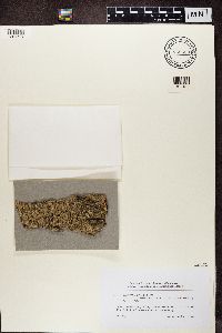 Lecanora carpinea image