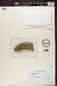 Lecidea lapicida image