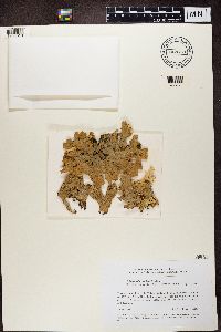 Lobaria pulmonaria image
