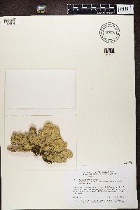 Lobaria scrobiculata image