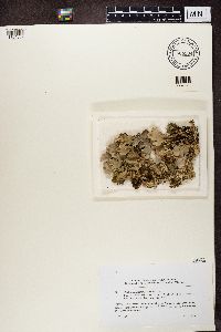 Peltigera membranacea image