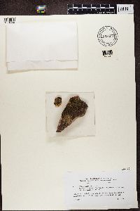 Peltula euploca image