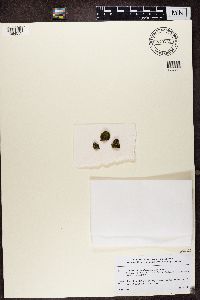 Candelariella xanthostigma image