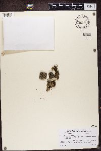 Pannaria conoplea image