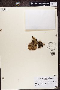 Peltigera horizontalis image