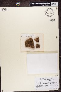 Psora decipiens image