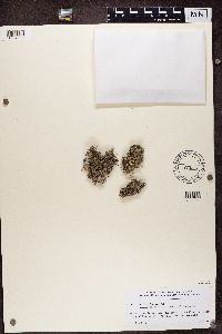 Roccella phycopsis image