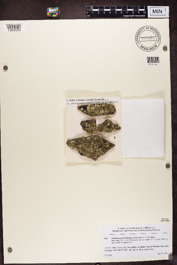 Xanthoparmelia tinctina image