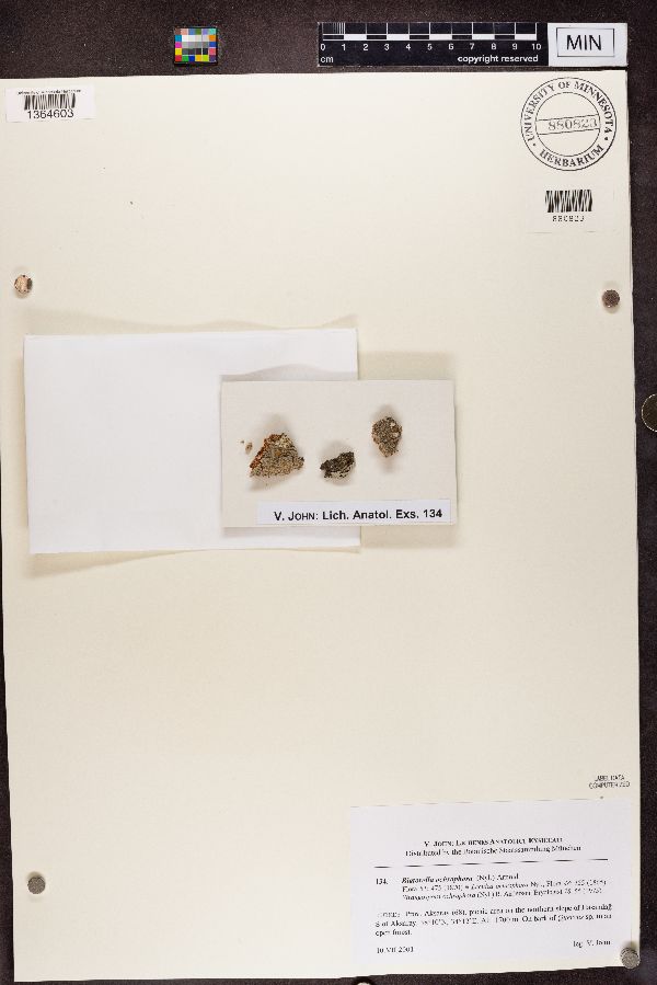 Piccolia ochrophora image
