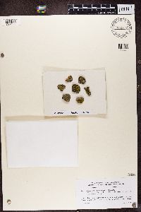 Candelariella xanthostigma image