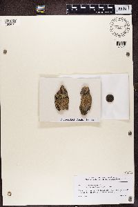 Lecanora chlarotera image