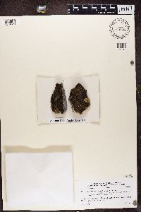 Lecidea atrobrunnea image