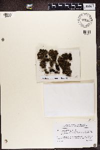 thumbnail image of current specimen