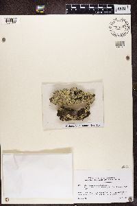 Parmeliopsis ambigua image