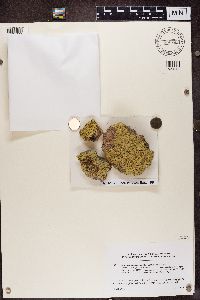 Thumbnail image of current specimen
