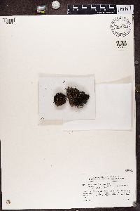 Bryoria bicolor image