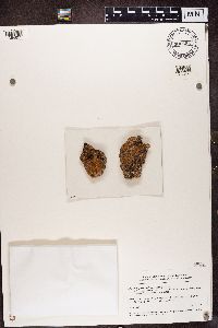 Caloplaca saxicola image