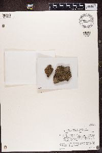 Thumbnail image of current specimen