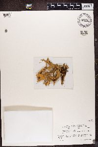 Lobaria pulmonaria image