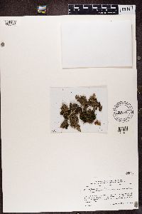 Nephroma parile image