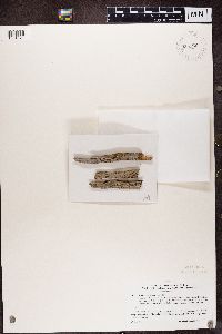 Buellia erubescens image