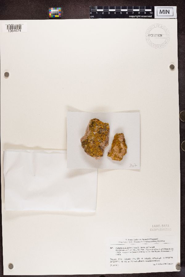 Caloplaca decipiens image