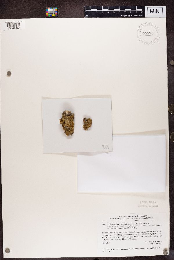 Lichenodiplis lecanorae image