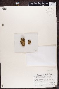 Media resource of Lichenodiplis lecanorae