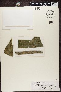 Image Associated With the Occurrence