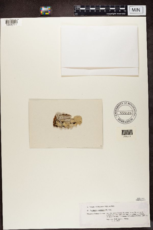 Lecanora caesiorubella image